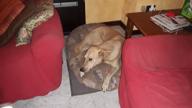 jack e Purina Dentalife