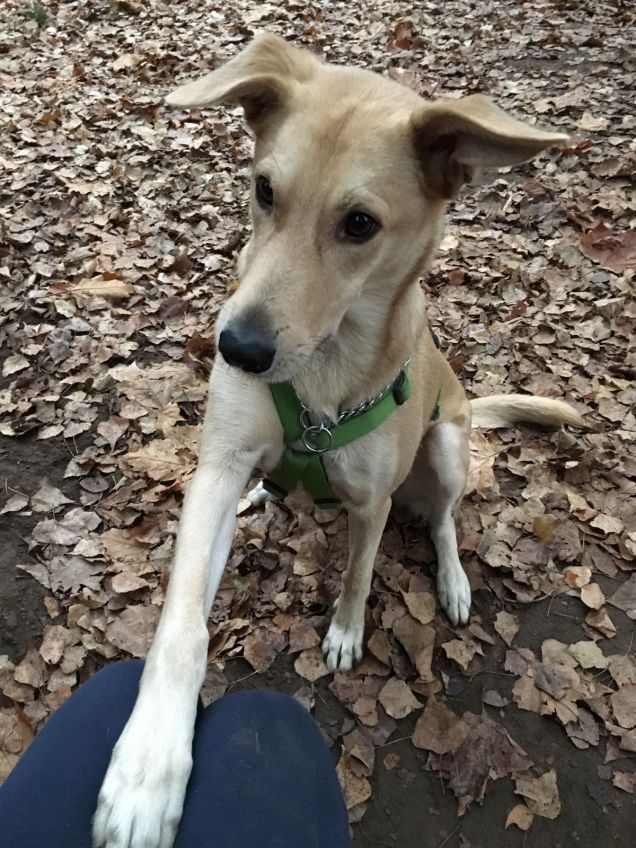 JACK in attesa del biscottino