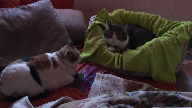 La coppia più bella del mondo