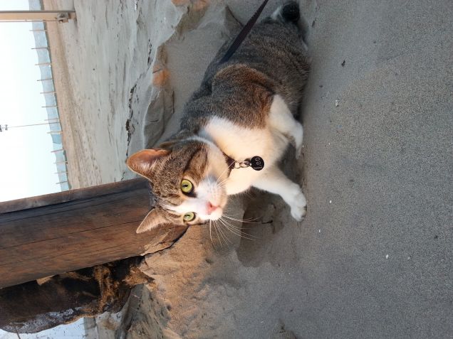 Leo in spiaggia