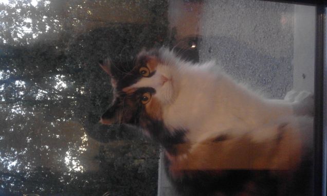 e lei mi aspetta in finestra