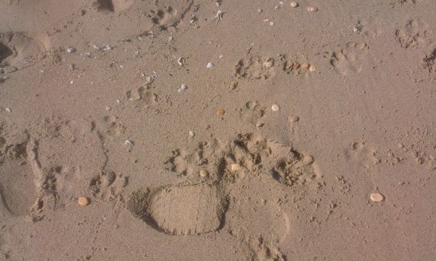 le sue impronte sulla spiaggia 