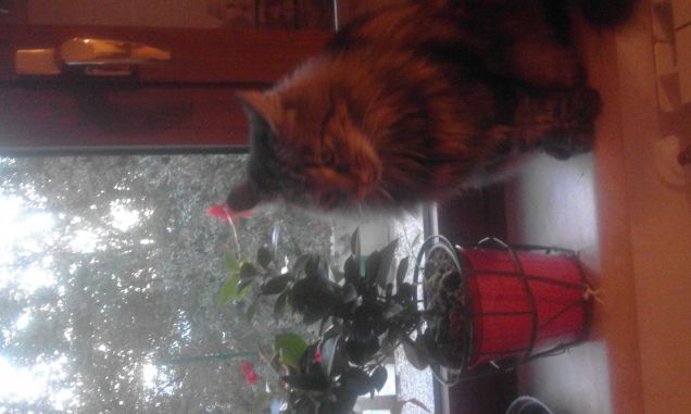 è bella più dei fiori 