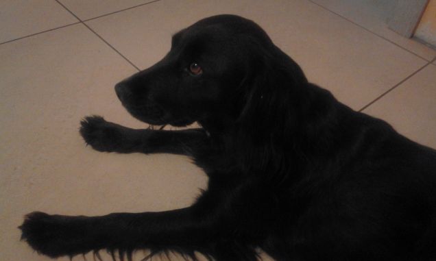 oggi è proprio stanca