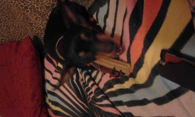 mangiando  il suo snack preferito