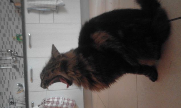 che sbadiglio! sarà per fame o sonno?