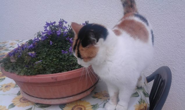 bella quanto i fiori!