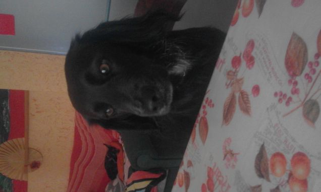 ancora non è pronta la pappa?