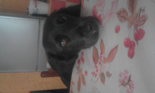 occhioni dolci vuole un biscotto!