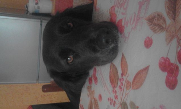 primo piano al dolce musetto