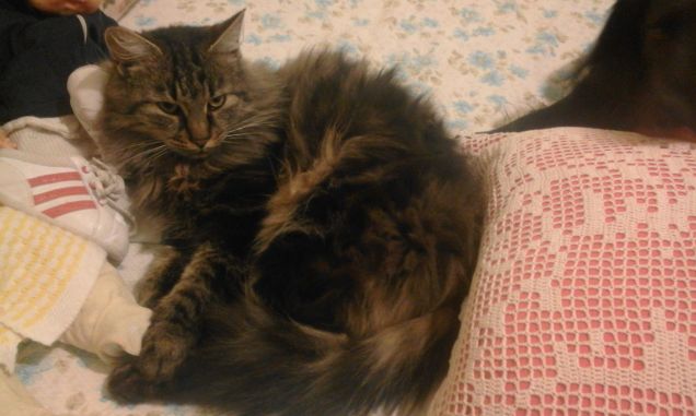 la cemera degli ospiti ormai è diventata sua