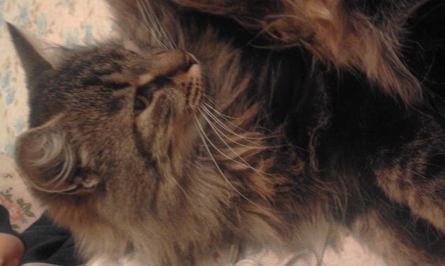 che bella che sei...