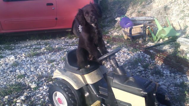 ricordo da cucciola... con il trattore in tangenziale andiamo a comandare.. ..