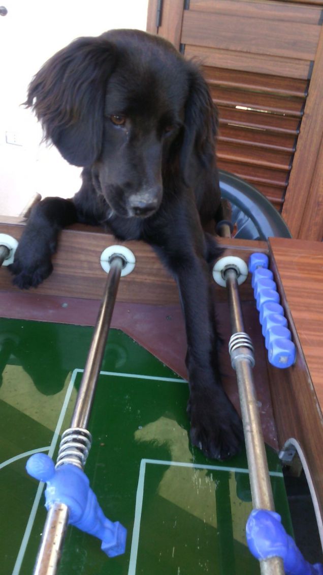 gioca anche a calcio balilla 