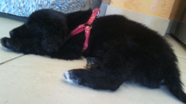 la prima volta che l'ho portata a casa... era molto a suo agio come se ci fosse sempre stata