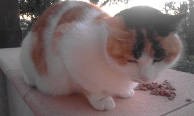 chi ha fatto cadere le crocchette?