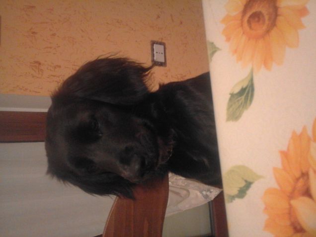 ho fame.... quando mi dai il pranzo?