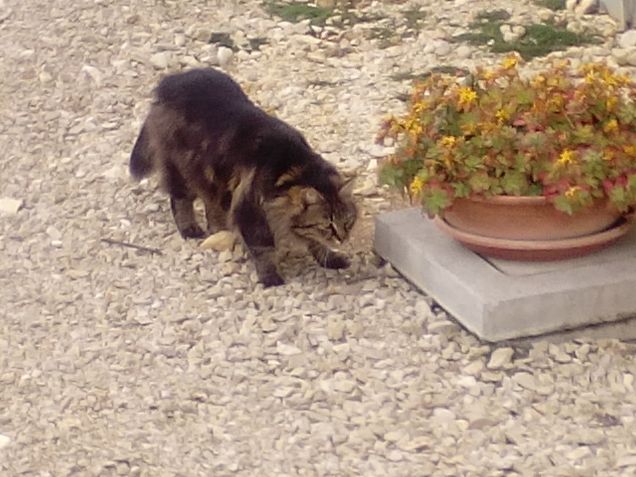 Chissà cosa ha visto