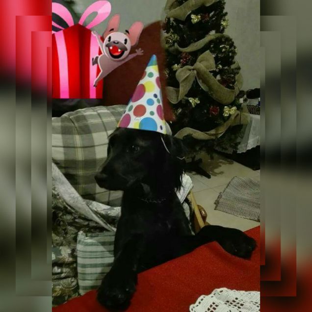 Festa per il 1 compleanno oggi 10\1\2017