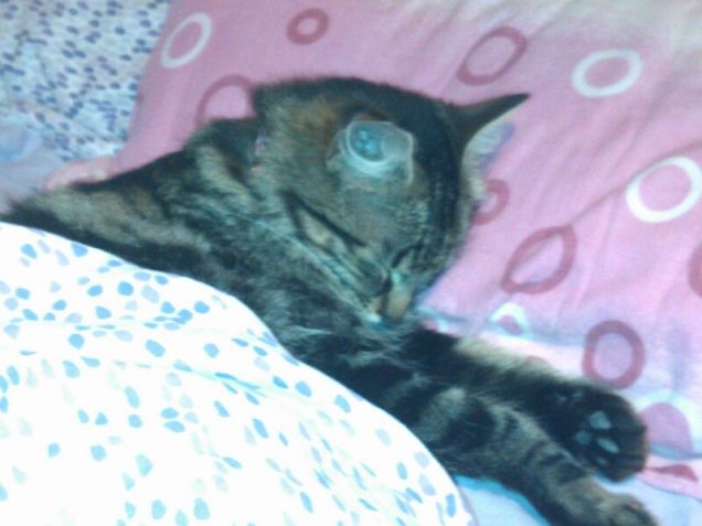 Che calduccio in questo letto