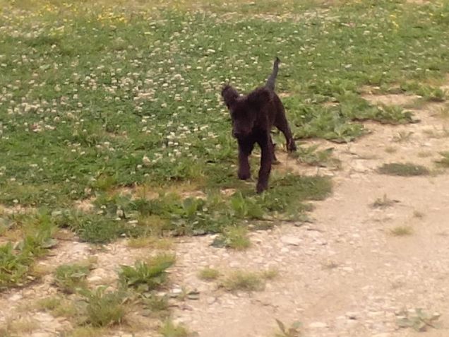 Con quelle orecchie grandi quando corre sembra dumbo