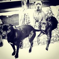 The family