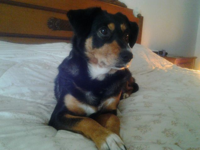 la sua cuccia preferita: il mio letto!