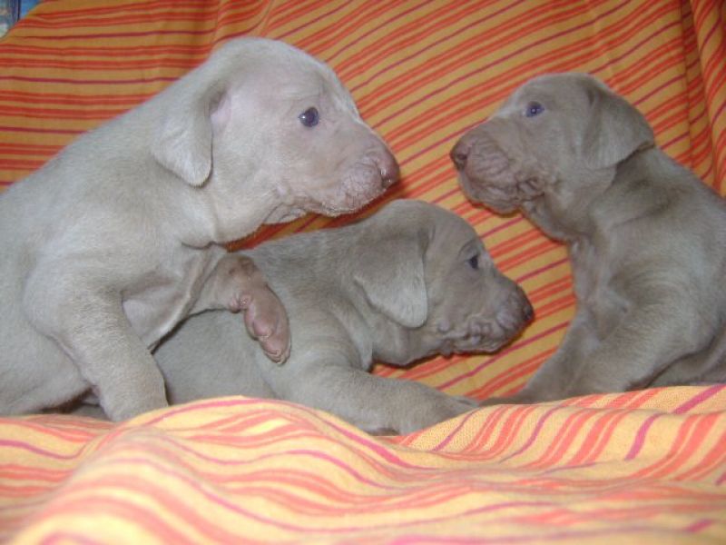 cuccioli weimaraner