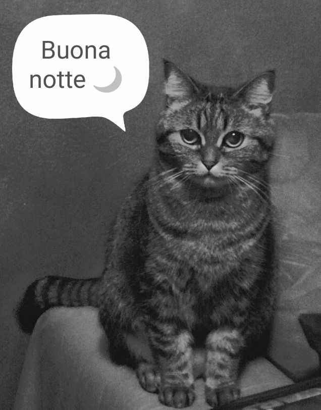 Buona notte, dalla micia più bella del mondo