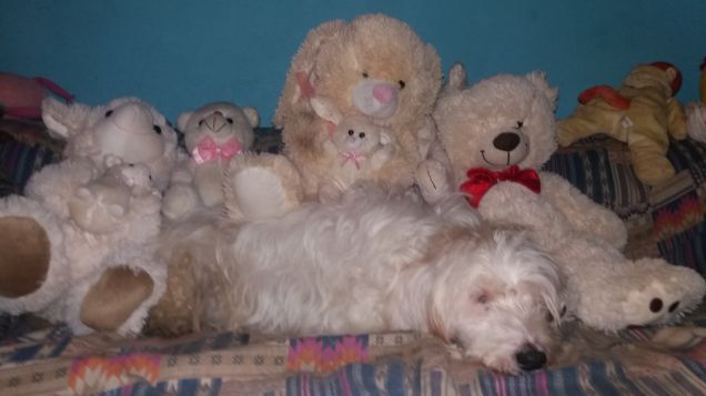 Nanna tra i peluche
