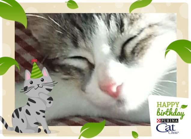 Il riposo della coccolona