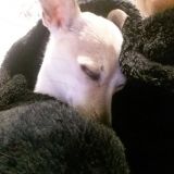 Fragolina dolce cuore