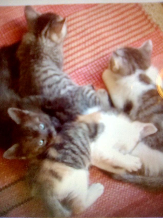 La mia Tittina e diventa mamma!!