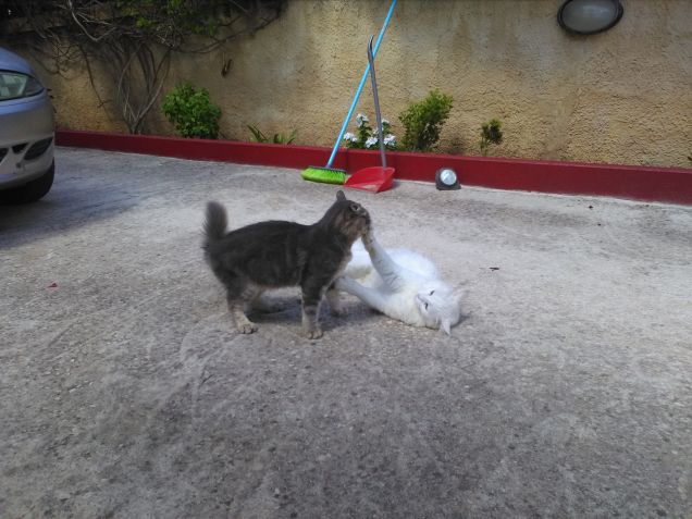 Leo (Panna) e  Mousse (grigio)