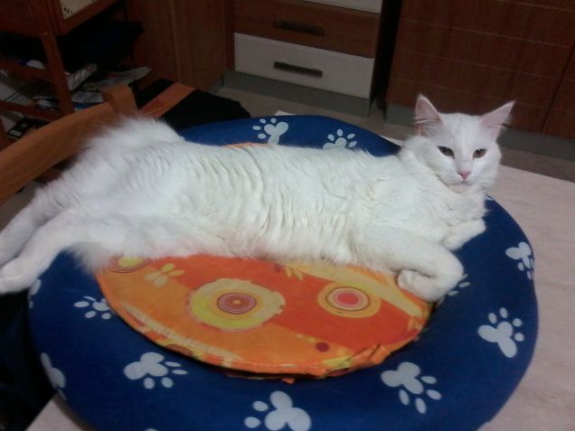 La mia ciotola preferita..