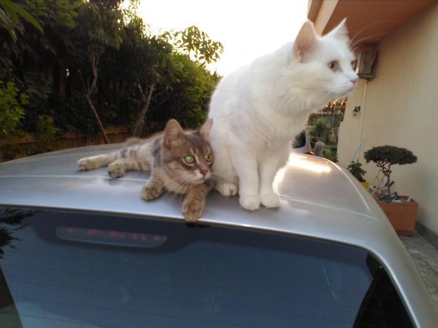 amici per la..coda..