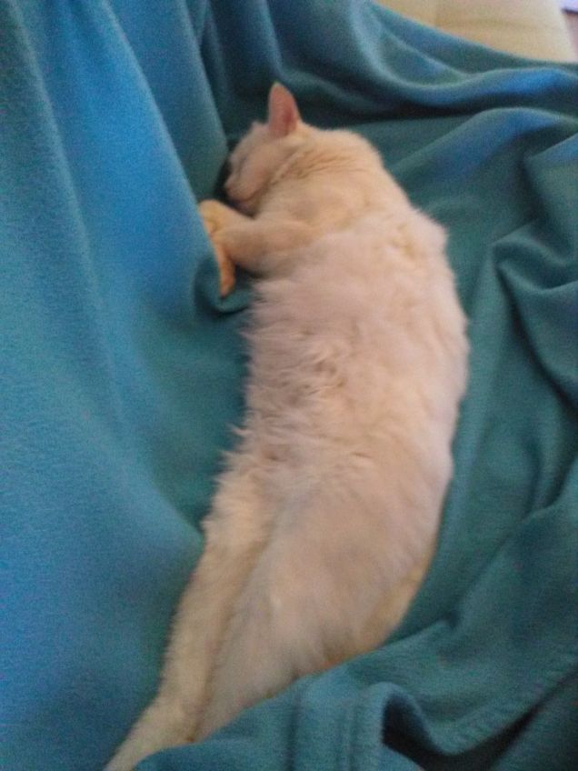 Voglio rinascere gatto..