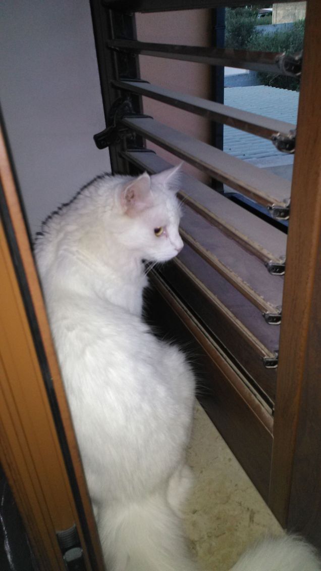 affacciati alla finestra..