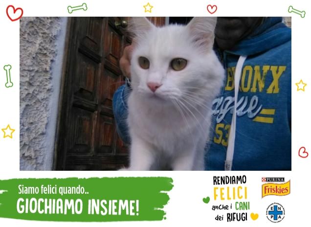 IL Gatto..e la Volpe..