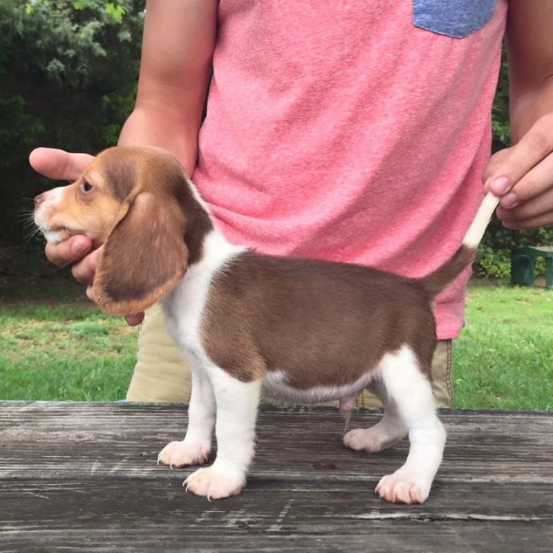 Cuccioli dolce e bella Beagle