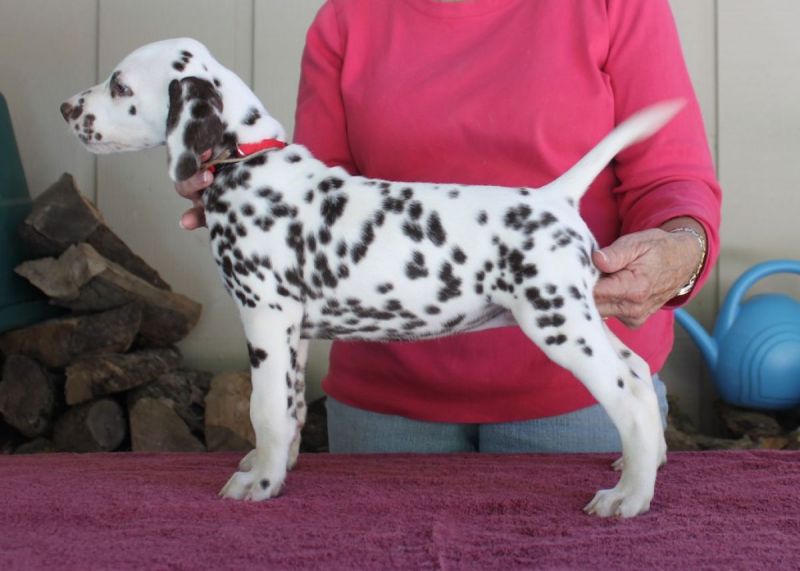 dalmata cuccioli