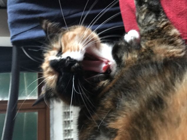 Perché mi hai svegliata 