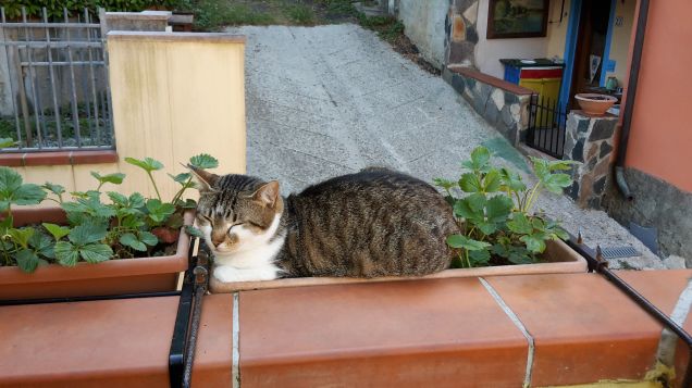 Una volta avevo le fragole 