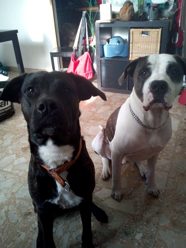 Con il suo fratellone