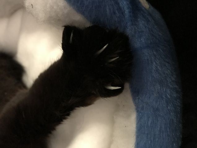 Queste Zampette bellissime