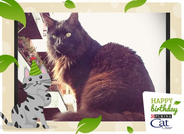 Happy Birthday Cat Chow from Black 