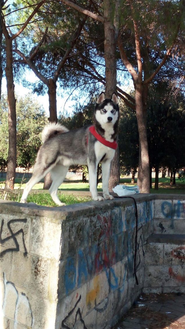Er mejo der Colosseo 