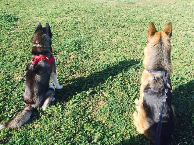 a spasso con i miei amici