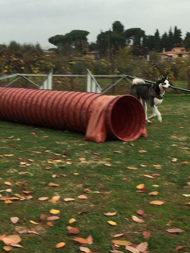 Agility