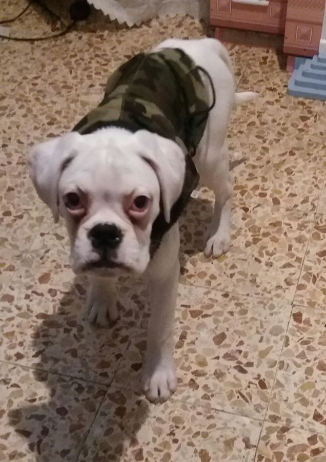 Un diavoletto vestito da angelo!